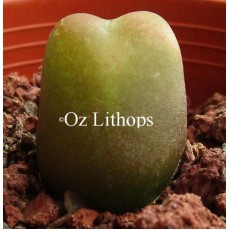 C.maughanii ssp.armeniacum - Seed